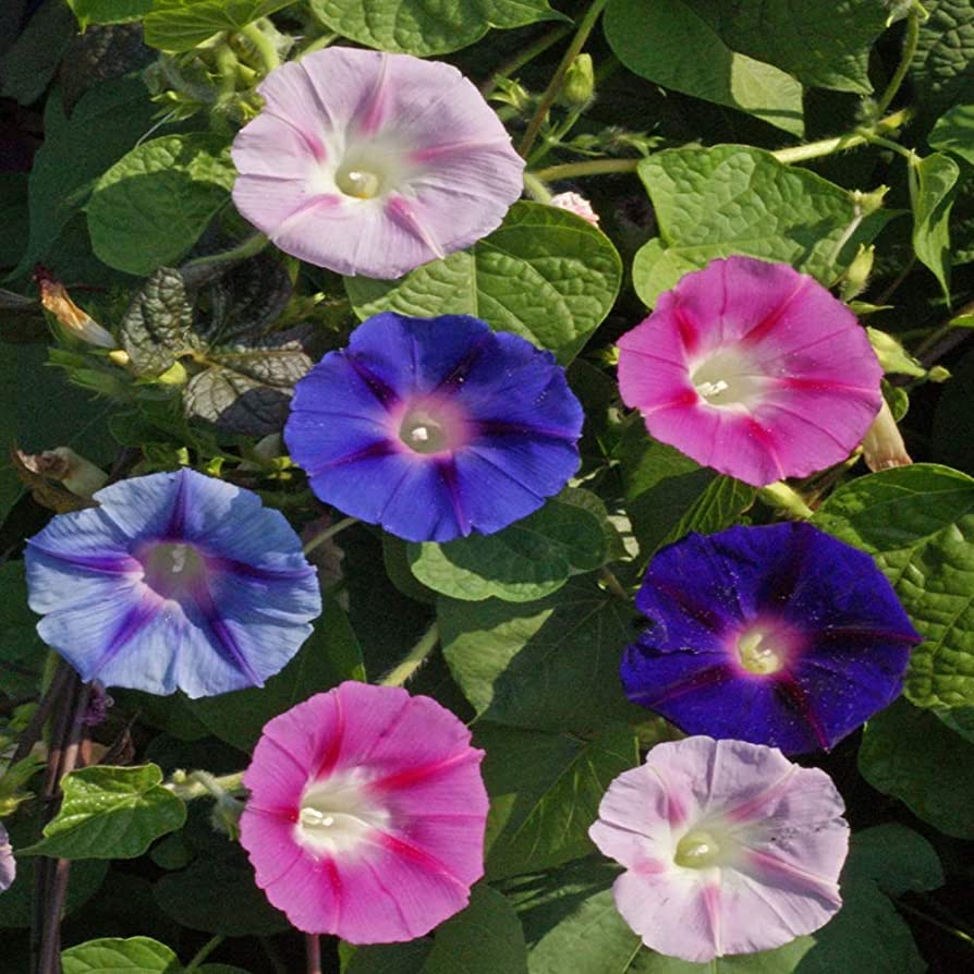 Morning Glory Field Grown Mix 2gm (0115)
