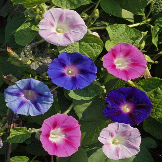 Morning Glory Field Grown Mix 2gm (0115)