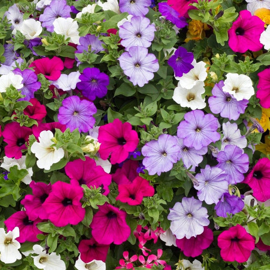 Petunia Hybrida Mix 0.5gm (5000+ Seeds)