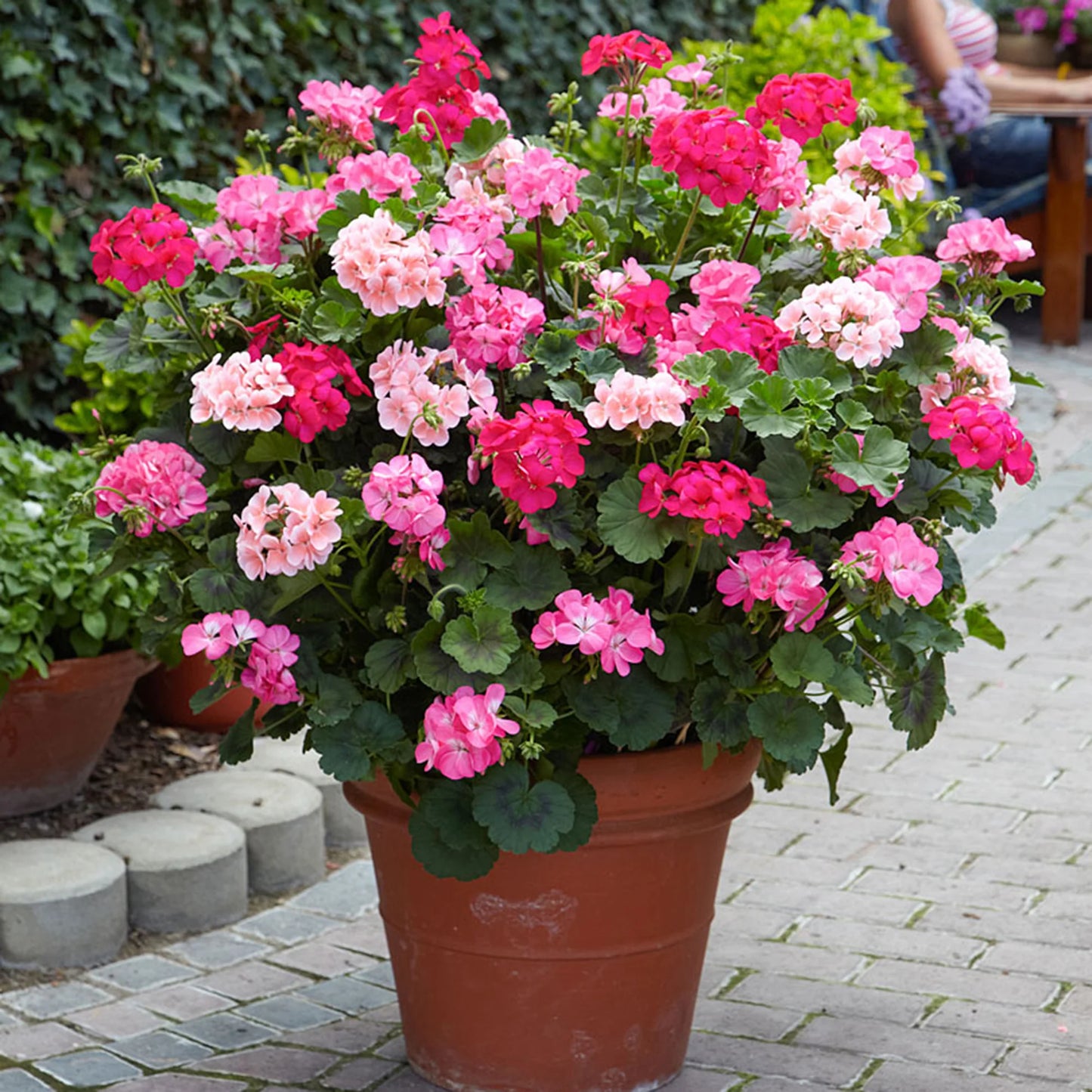 F2 Geranium Zonale Dwarf Mix 1gm (240 Seeds)