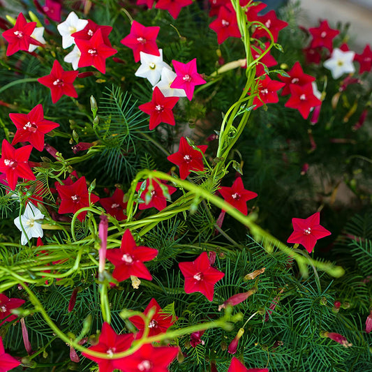 Cypress Vine 2gm (0132)