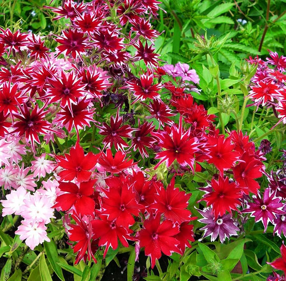 Phlox Cuspidata Dwarf 300 Seeds (0.5gm)