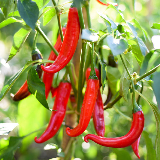 Cayenne Peppers 1gm Seeds (0127)