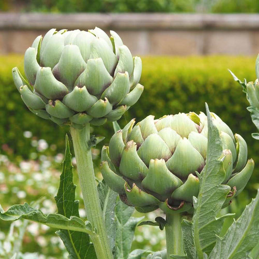 Artichoke 2gm Seeds