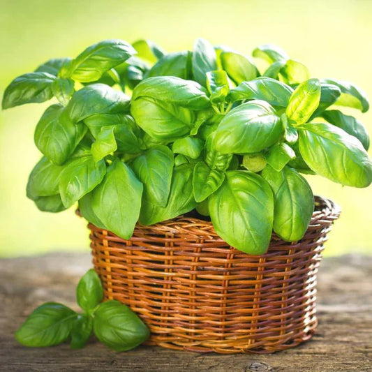 Large Leaf Sweet Basil Seeds 0.5GM