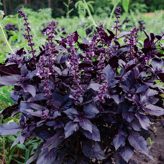 Purple Basil 0.5gm (0164)