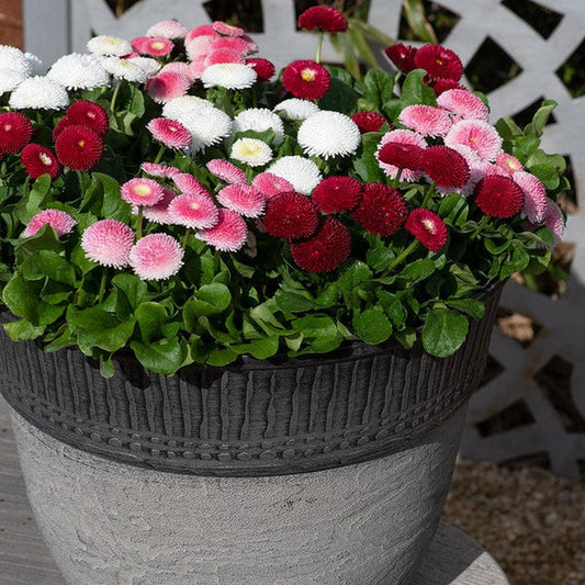 English Daisy Mix 1500+ Seeds (0.25gm)