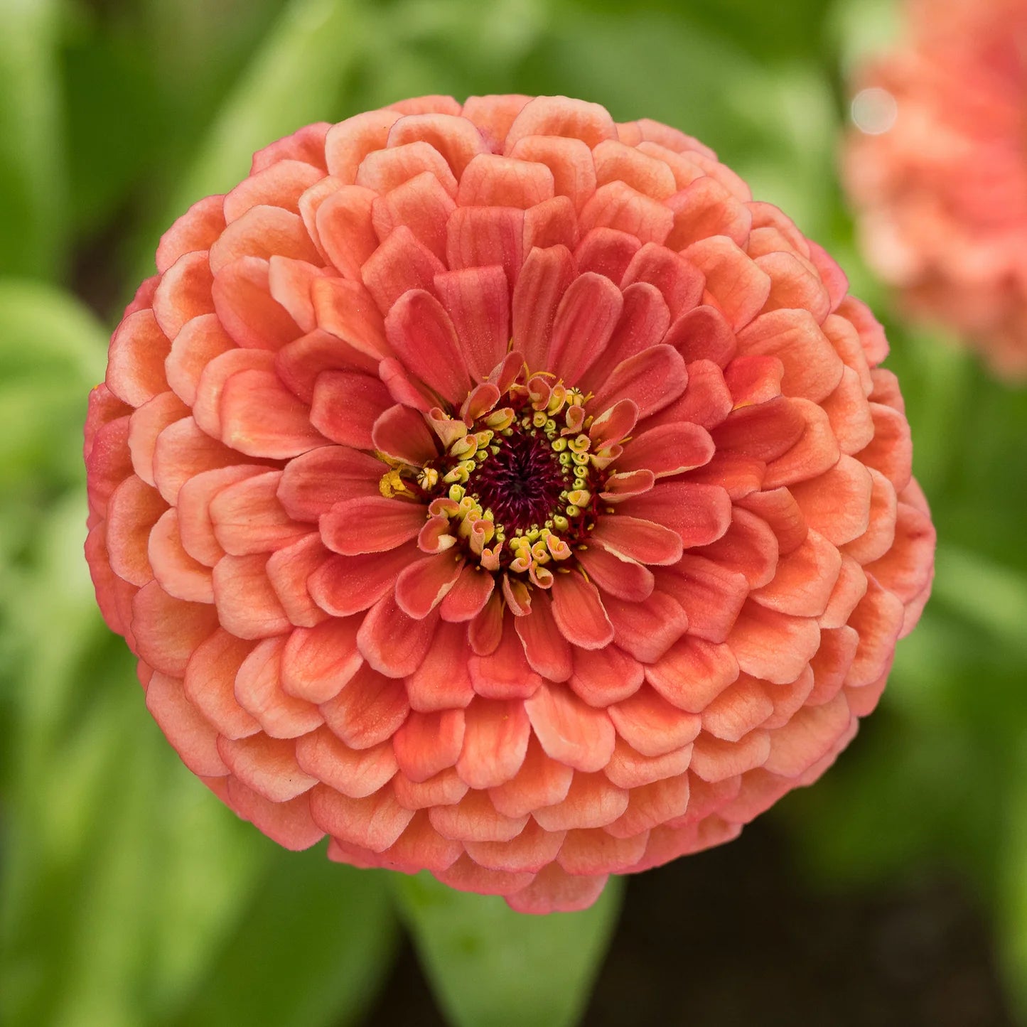 F1 Zinnia Bronze Dwarf 0.5gm (0103)