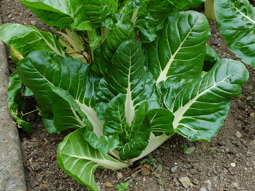 Hortus Swiss Chard 30gm