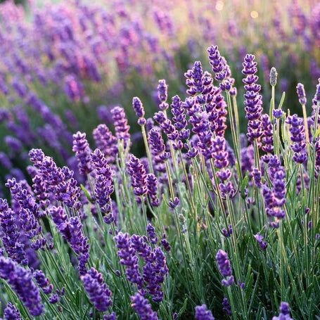 Lavender 400+ Seeds (0.5gm)
