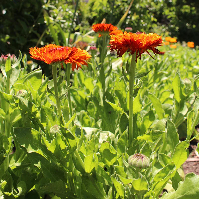 Calendula Double Orange 120+ Seeds (1gm)