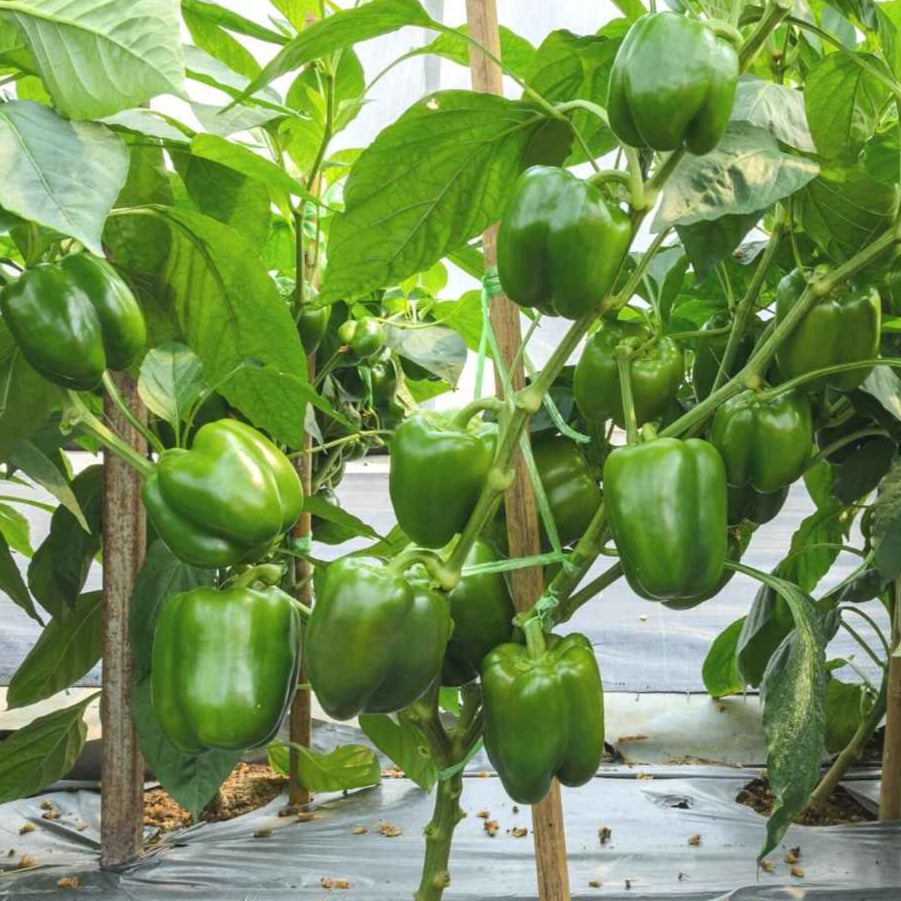 Green Capsicum 1gm Seeds (0124)
