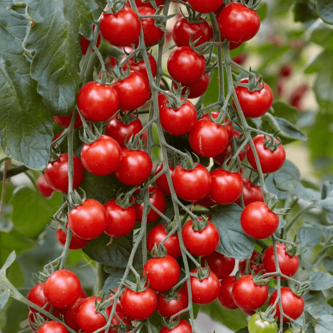 Red Cherry Tomato 300+ Seeds (1gm)