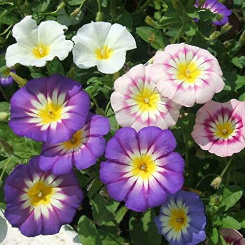Hortus Convolvulus (Morning Glory) 1gm Seeds