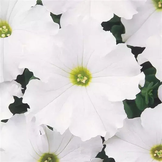 F1 Petunia grandiflora white 1000+ Seeds