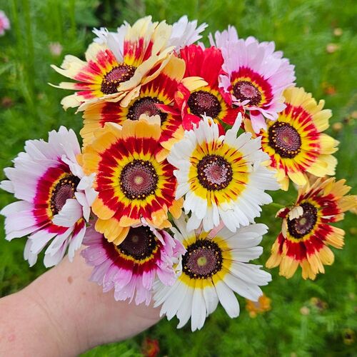 Chrysanthemum Rainbow Mix 170+ Seeds (0.5gm)