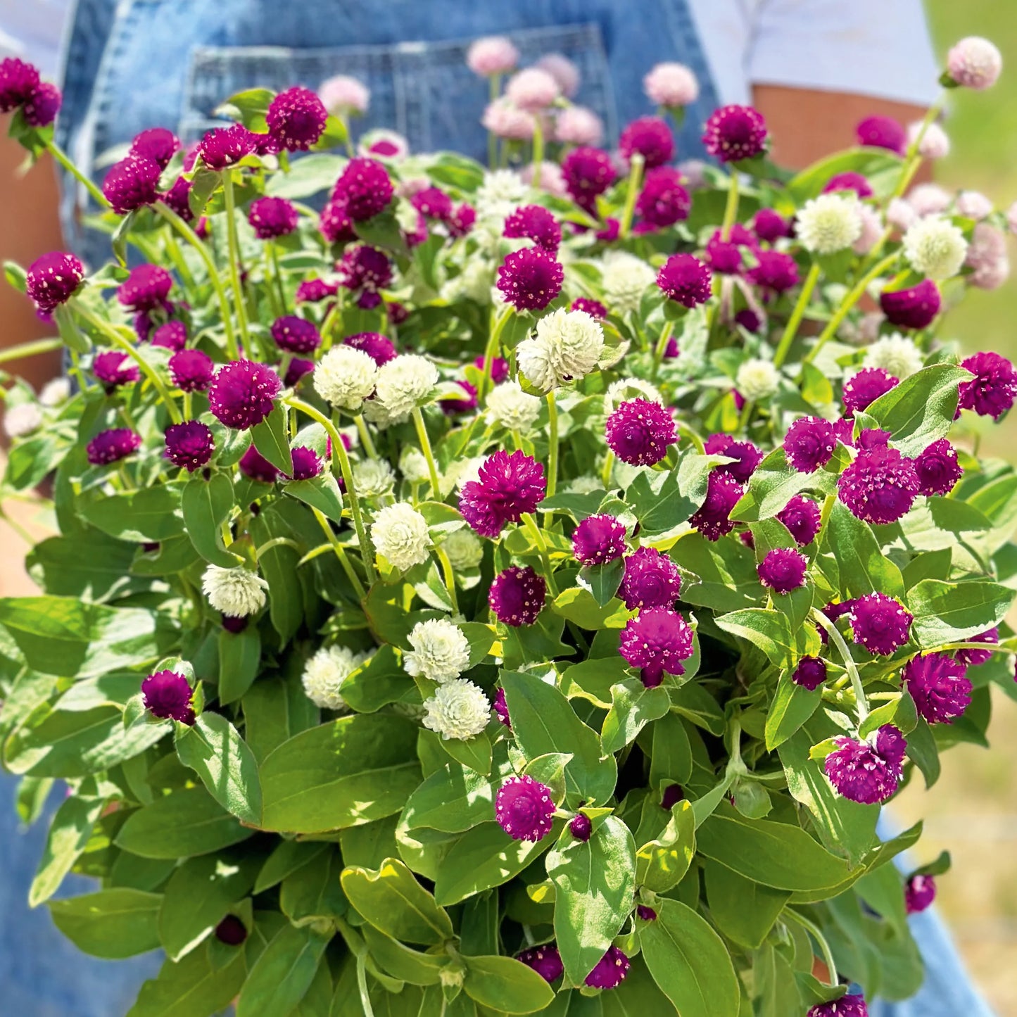 Gomphrena Tall Mix 1gm (400 Seeds)