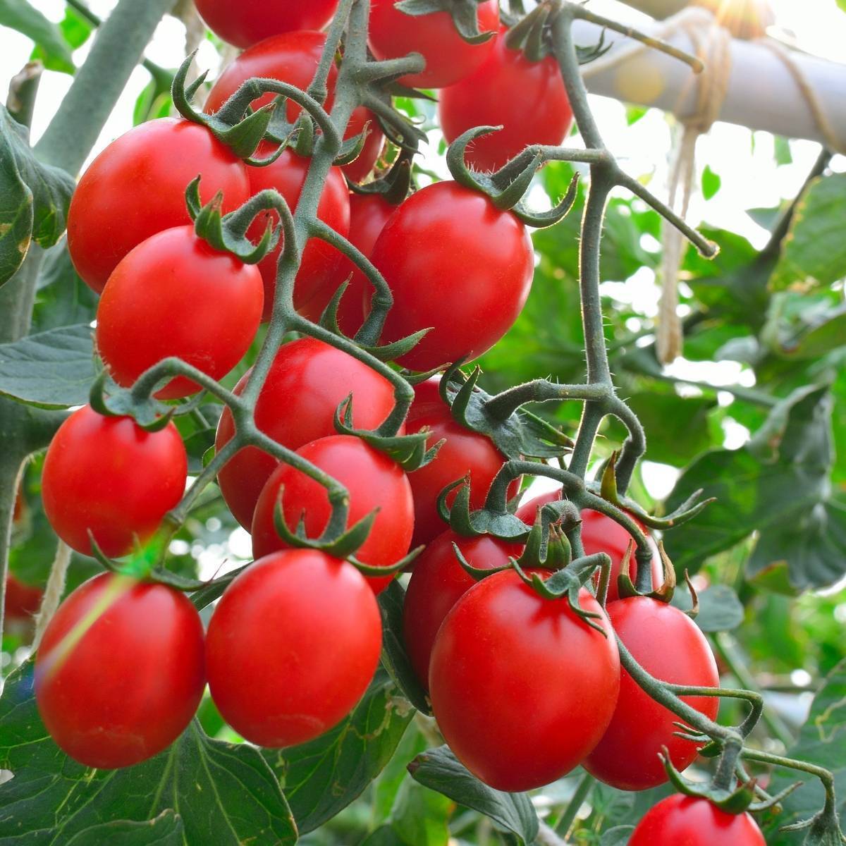 Principe Borghese Tomato 1gm Seeds (0122)