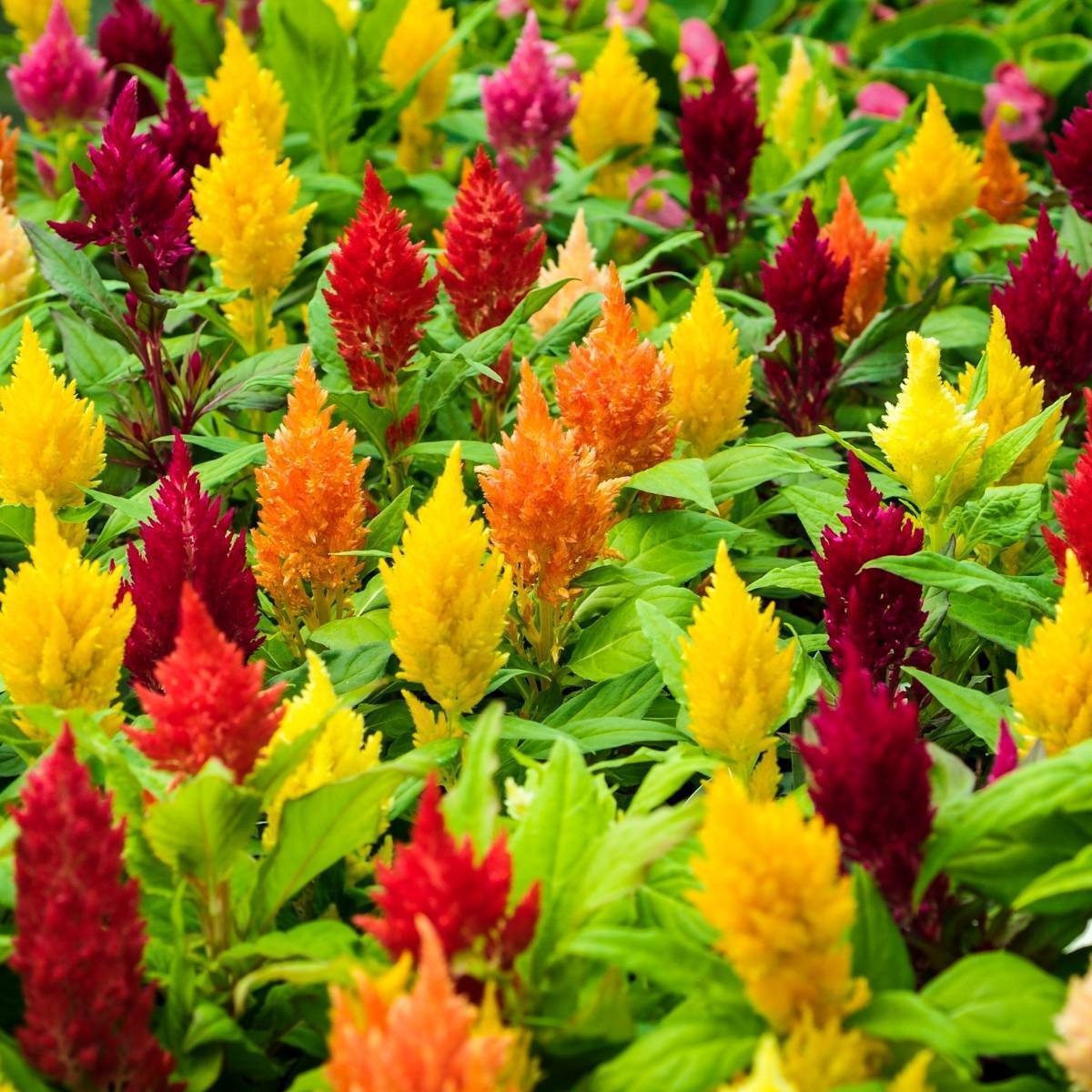 Celosia Pulmosa Dwarf Mix 0.5gm (0137)