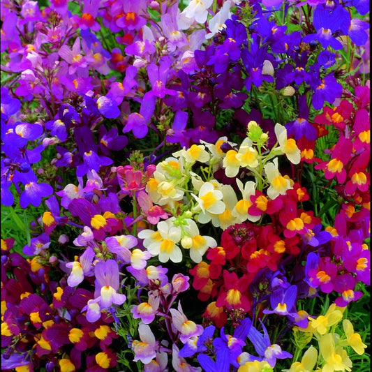 Linaria Fairy Bouquet Mix 7500+ Seeds (0.50gm)