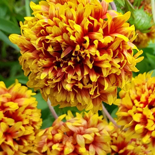 Gaillardia Sundance bicolor 0.5gm (0130)