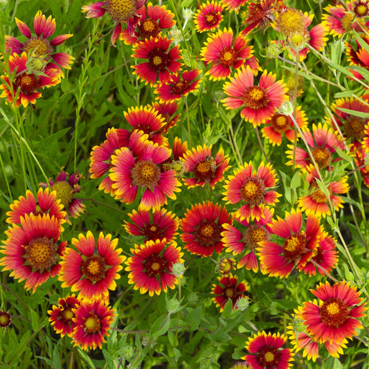 Gaillardia Blanket Mix 1gm (0159)