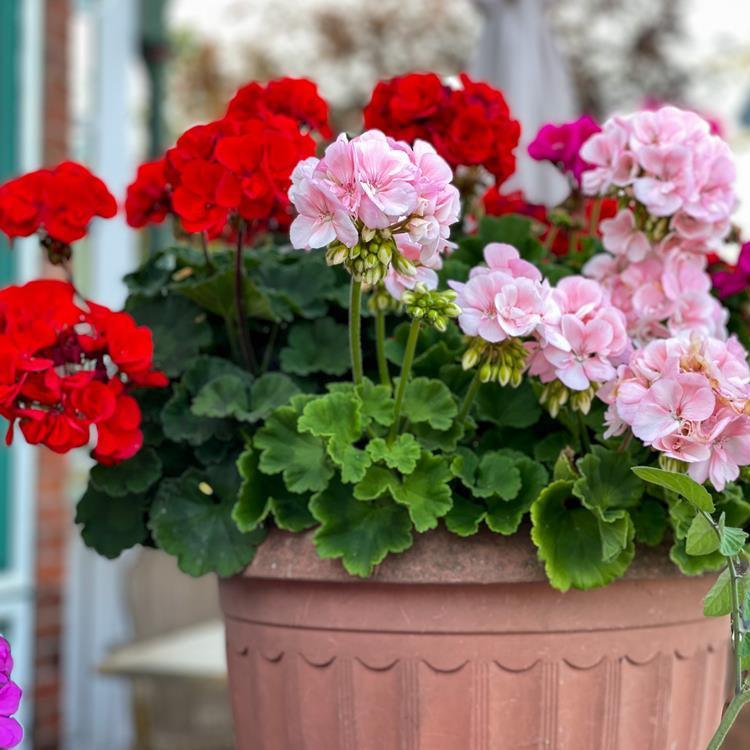 F2 Geranium Zonale Dwarf Mix 1gm (240 Seeds)