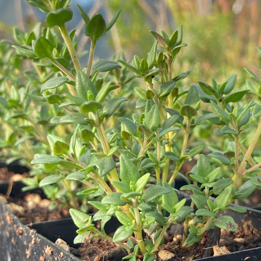 Winter Thyme 2500+ Seeds (0.5gm)