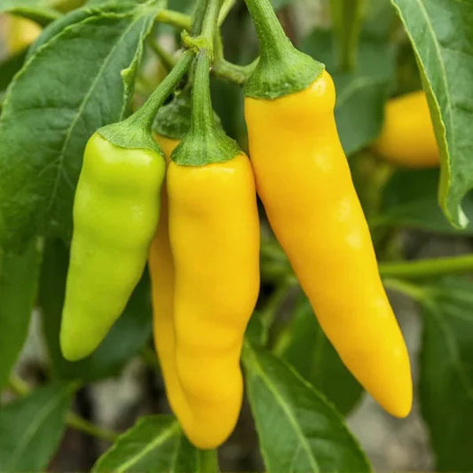 Hot Wax Peppers 0.5gm (0172)