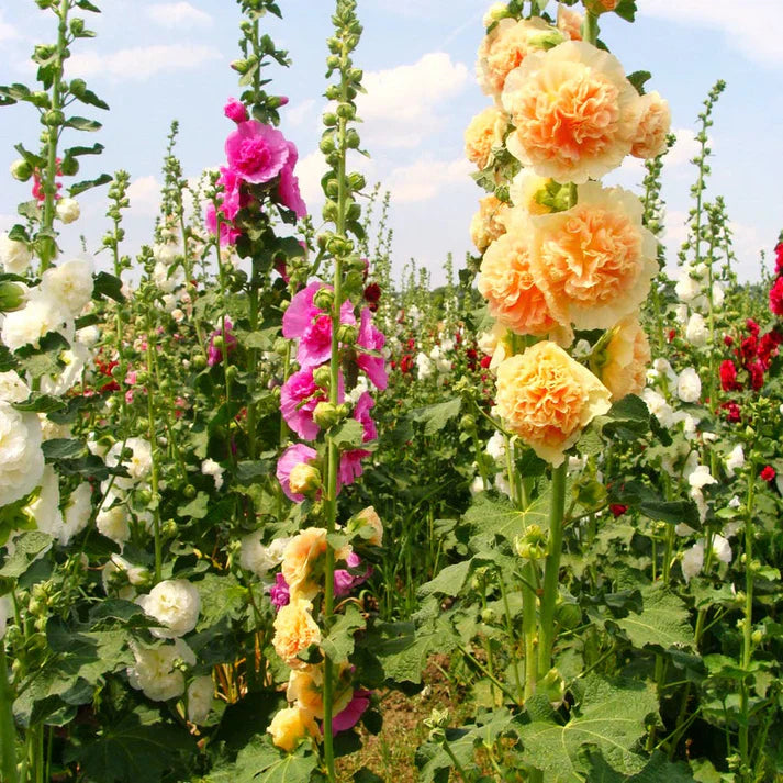 Hollyhock Double Tall Seeds
