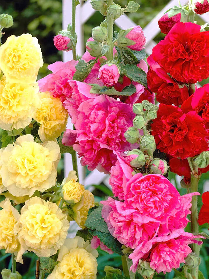 Hollyhock Double Tall Seeds