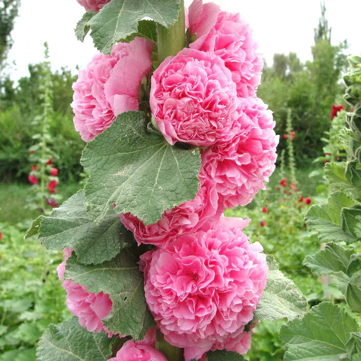 Hollyhock Double Tall Seeds