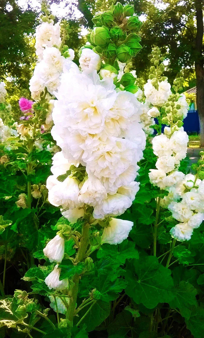 Hollyhock Double Tall Seeds