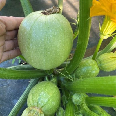 Round Zucchini 2gm Seeds (0146)