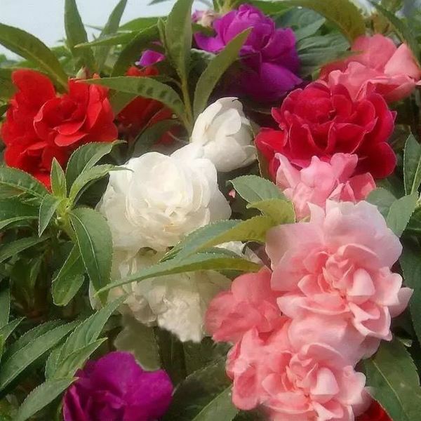 Impatiens Balsam Double Mix 1gm (0149)