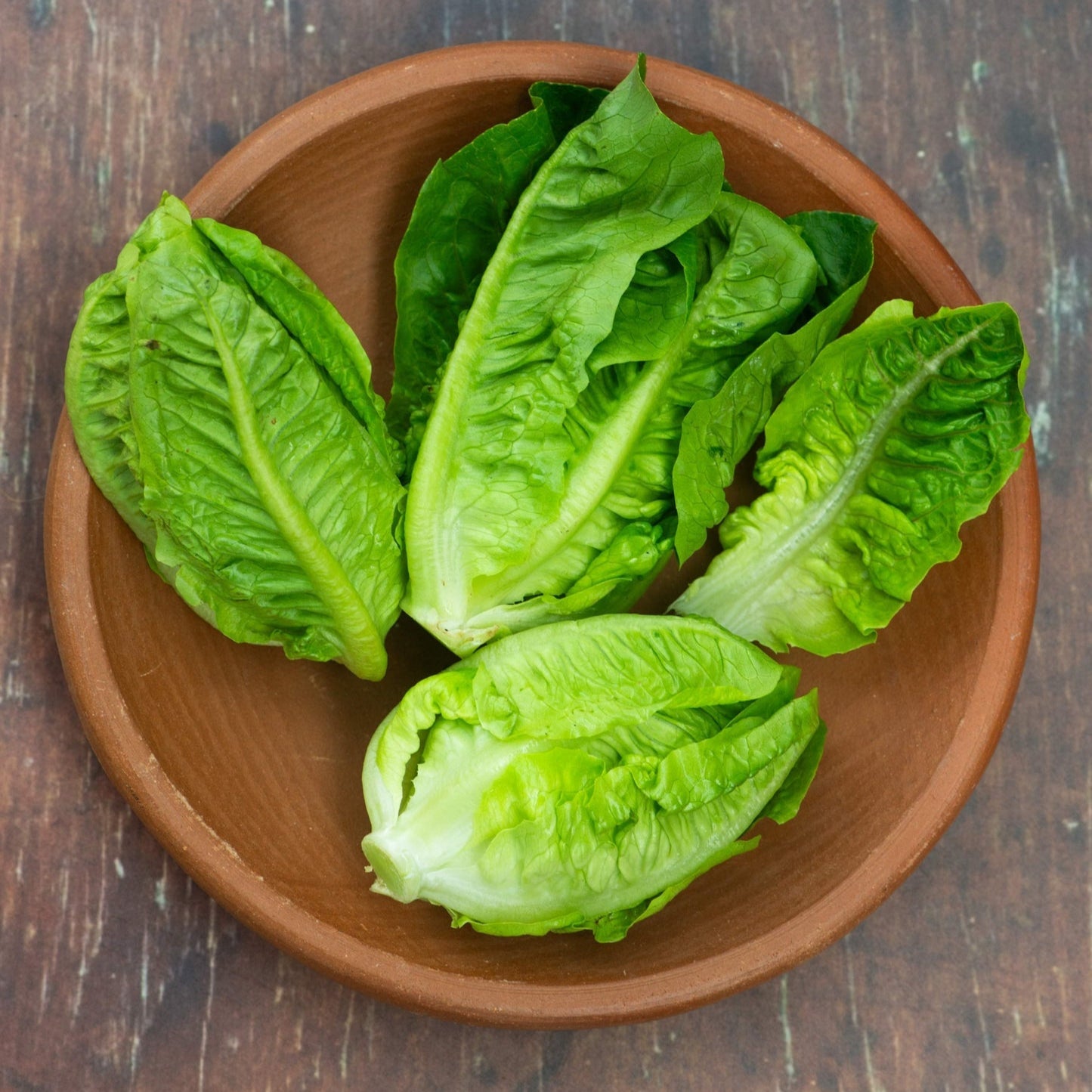 Romaine Lettuce 500+ Seeds (0.5gm)