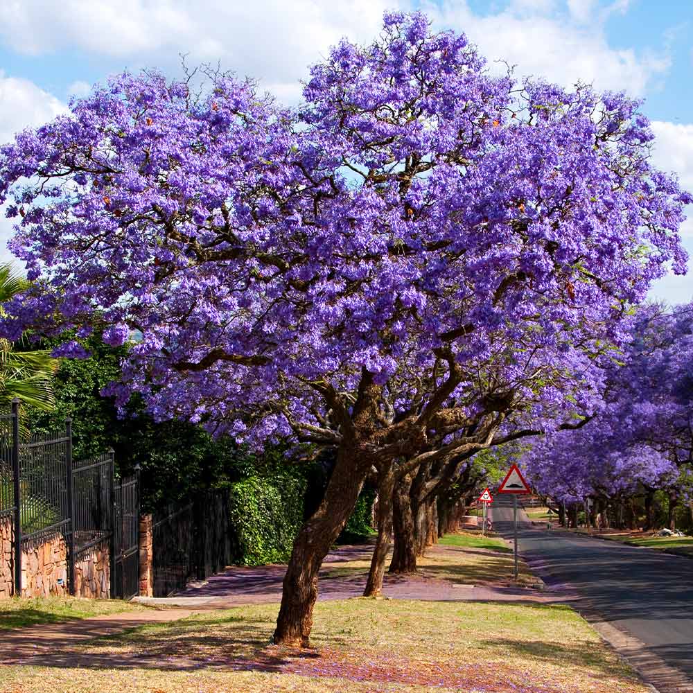 Jacaranda Tree 1gm (80 Seeds)