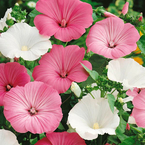 Lavatera Trimestris Mix 1gm Seeds (0114)