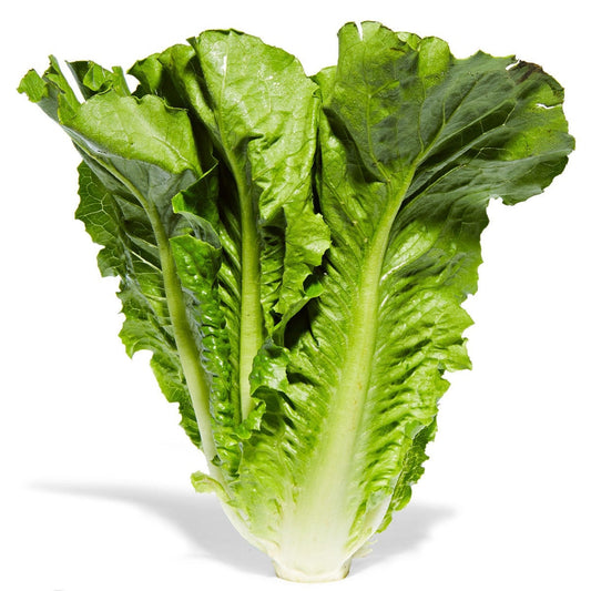 Romaine Lettuce 500+ Seeds (0.5gm)