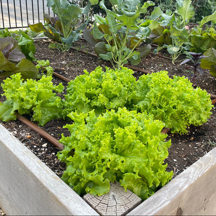 Leafy Lettuce 1gm Seeds (0143)
