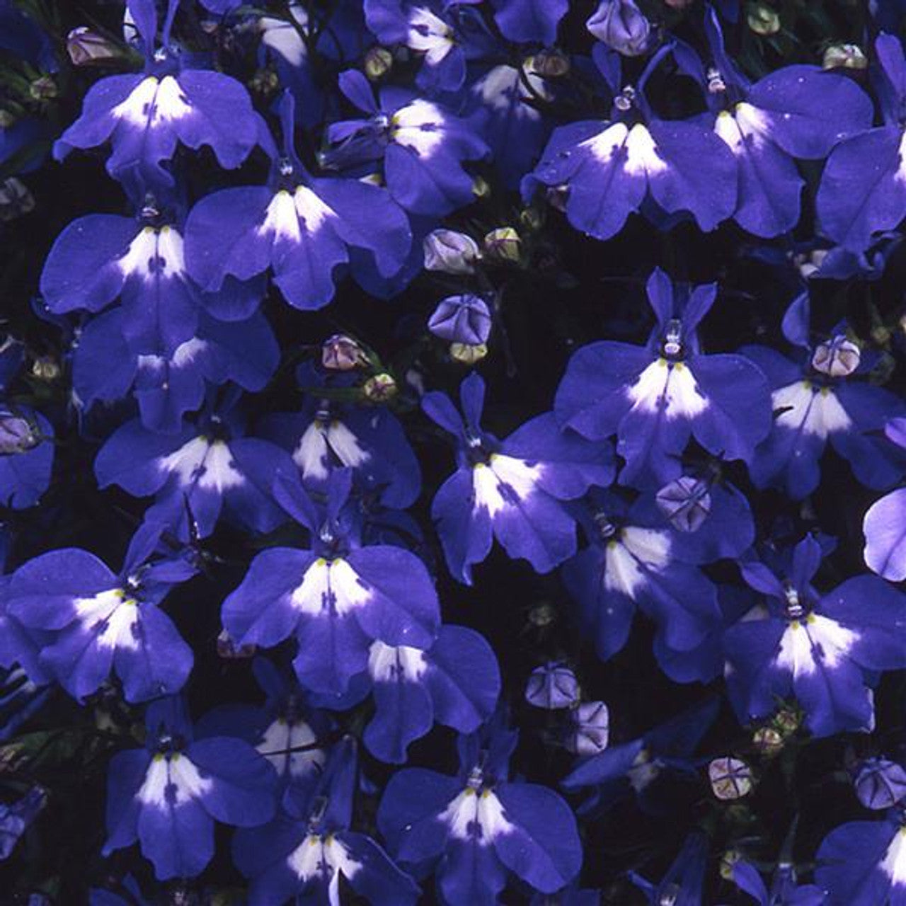 Lobela Sapphire Mix 7500+ Seeds (0.25gm)