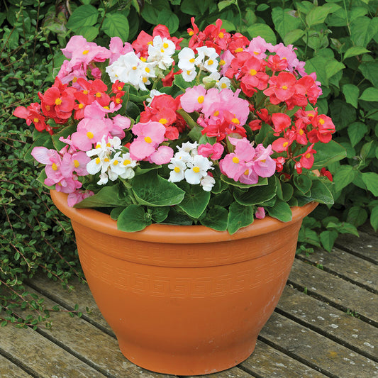 Begonia semperflorens Mix 1gm (80,000 Seeds)