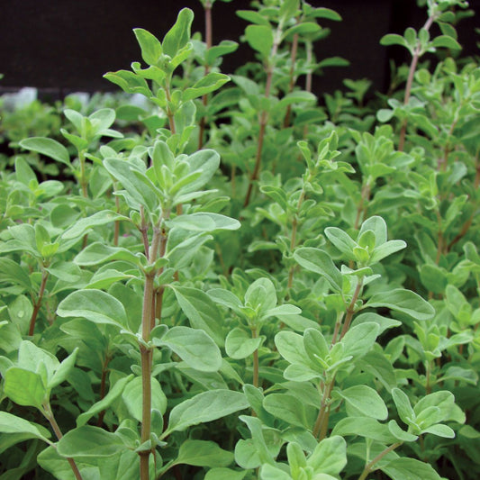 Sweet Marjoram 1000+ Seeds (0.5gm)