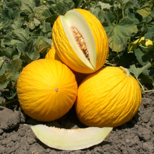 Hortus Oval Melon 250+ Seeds