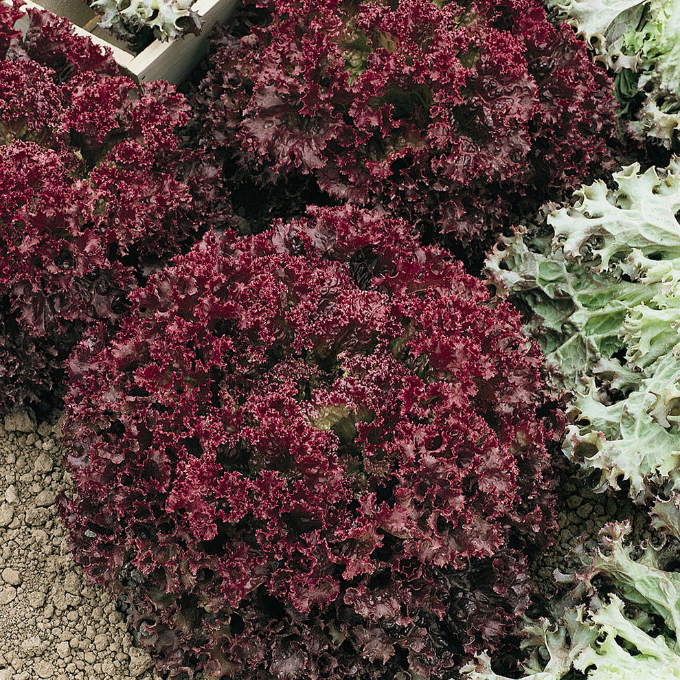 Red Lollo Red Lollo Lettuce 1gm Seeds (0121) – Vitaro Genetics