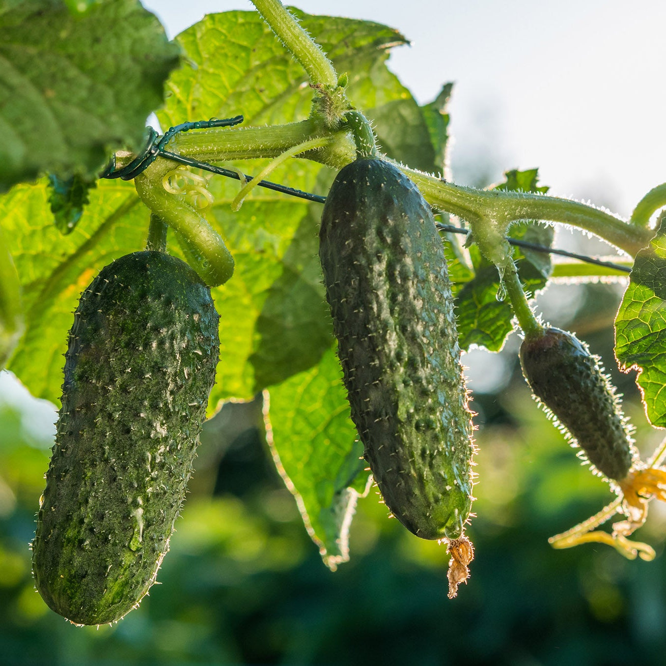 Pickle Cucumber 1gm Seeds (0126)