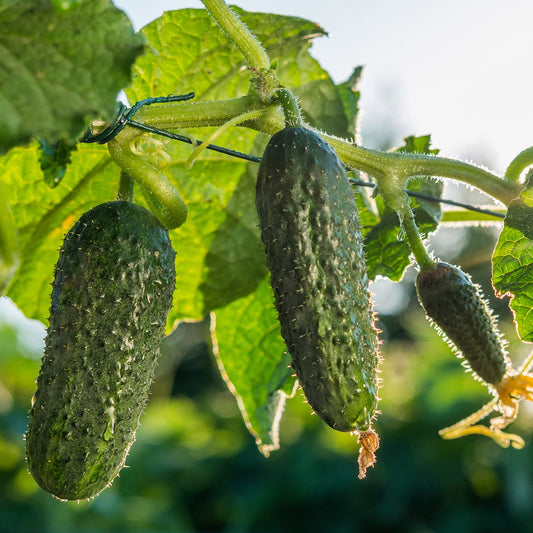 Pickle Cucumber 1gm Seeds (0126)