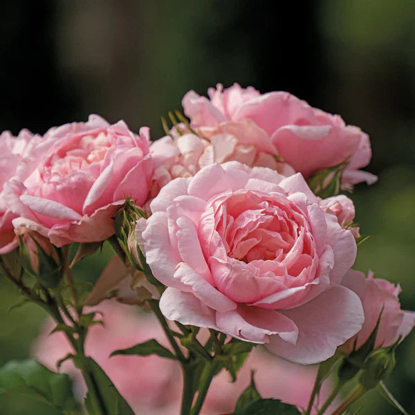 Pink Rose 30 Seeds