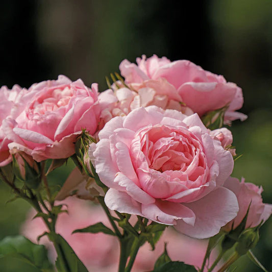 Pink Rose 30 Seeds