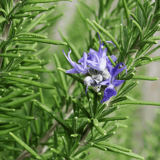 Rosemary 65+ Seeds